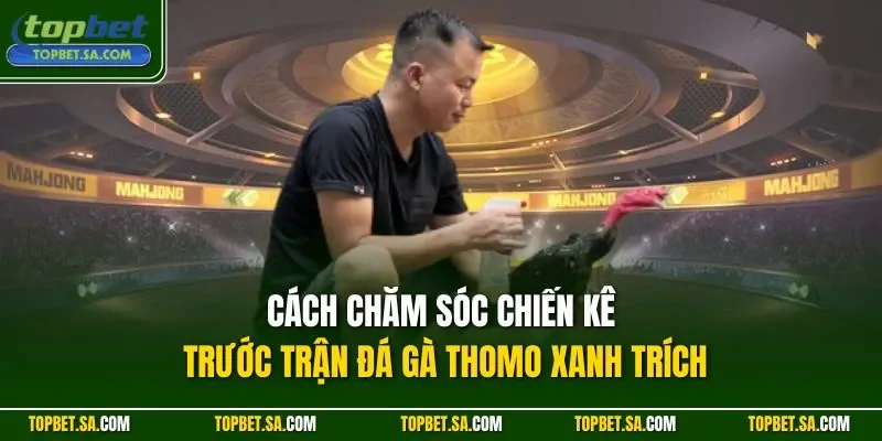 Cách chăm sóc chiến kê trước trận đá gà thomo xanh trích