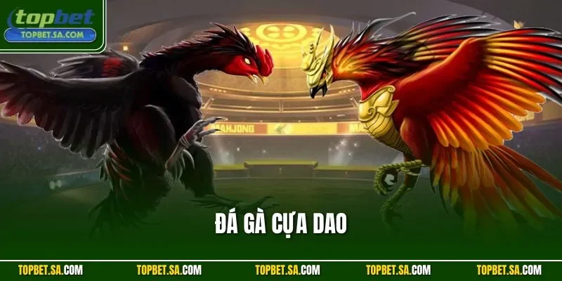 Đá gà cựa dao