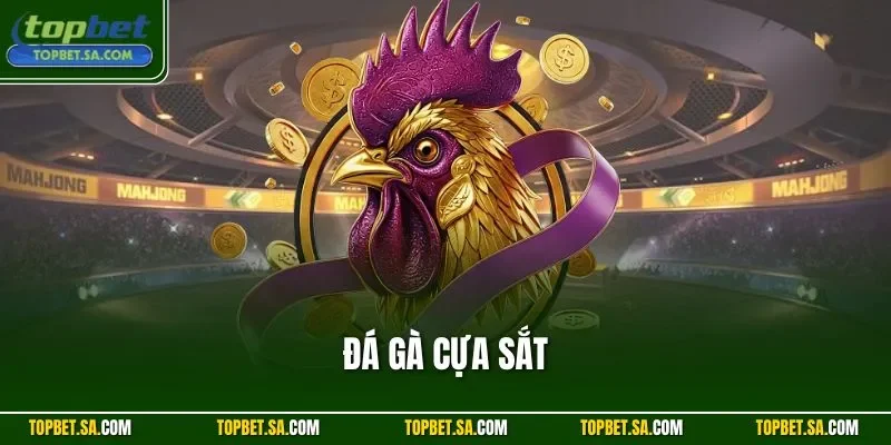 Đá gà cựa sắt